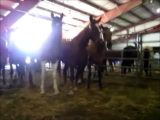 BLM MUSTANG ADOPTION 2012 CINDY BRANHAM GENTLES 3 YEAR OLD WILD HORSE