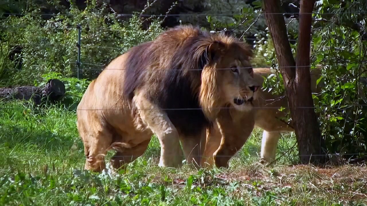 ANIMAL Barbary Lion