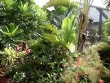 Denny's Tropical Garden Tour
