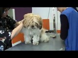 Peluquería canina Suaves : Cómo desenredar un perro lleno de nudos