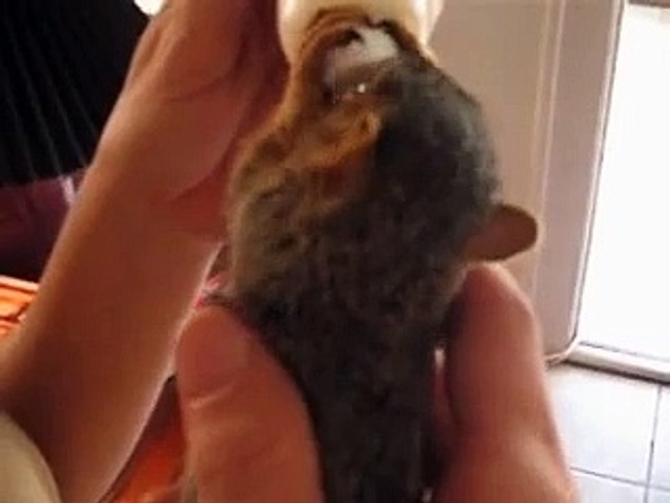 24hours later squirrel