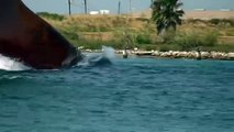 Dolphins Playing by Moving Ship