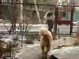 Caucasian Ovcharka/Shepherd/Montain Dog Testing