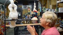 Baby Umbrella Cockatoo-for sale-Royal Bird Company