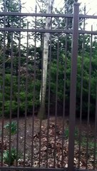 Loud wolves at Lincoln Park Zoo