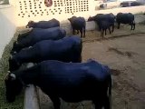 Buffalo Dairy Farm ,Lahore,Pakistan