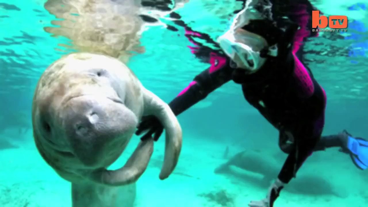 Holding Hands With A Manatee