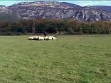 Border collie trabajando con ovejas y ocas.