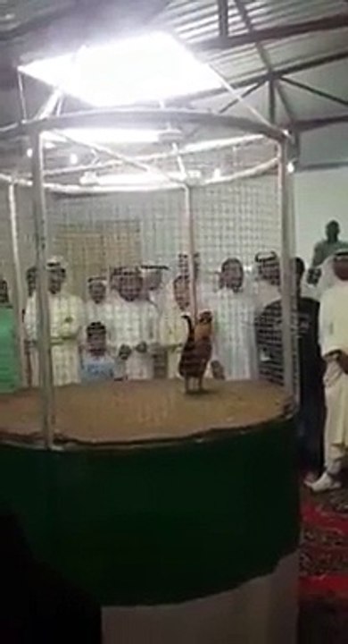 حراج الديك هههههههههههه