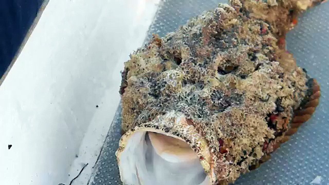 Poisson pierre pêché par Harold