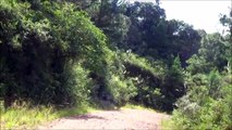 SERRA  do  UMBÚ  (14.03.2015). -  RIO GRANDE DO SUL  -  BRASIL.