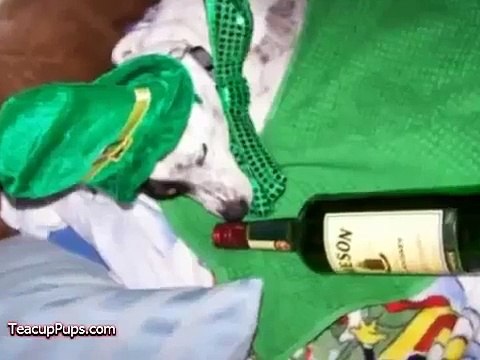 St Patricks Day Irish Dogs! Funny Pranks and Funny Animals Clips 2015 Funny Videos 2015