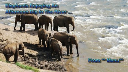 Elephants Enjoying An Afternoon Dip In The River
