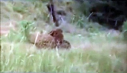Lion vs Bear Fight - Animal Face Off