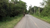 People feeding wild elephants on the road in Pala-U