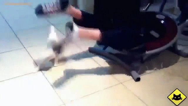 FUNNY VIDEOS Funny Cats Funny Cat Videos Funny Animals Funny Fails Cats Chasing Shadows