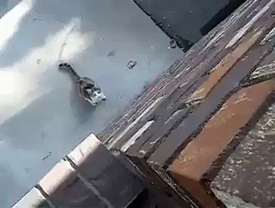 熊敏的可愛Spider cat!