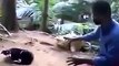 When Crazy Animals Attack Dog with rabies attacks crazy man! ~ Best Funny Animals 20141