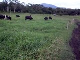 vacas em pastejo intensivo Fazenda Nsa Sra da Conceição