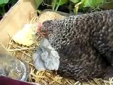 Mother Hen and her less than one day old baby chicks (Lavander Araucana baby chicks)