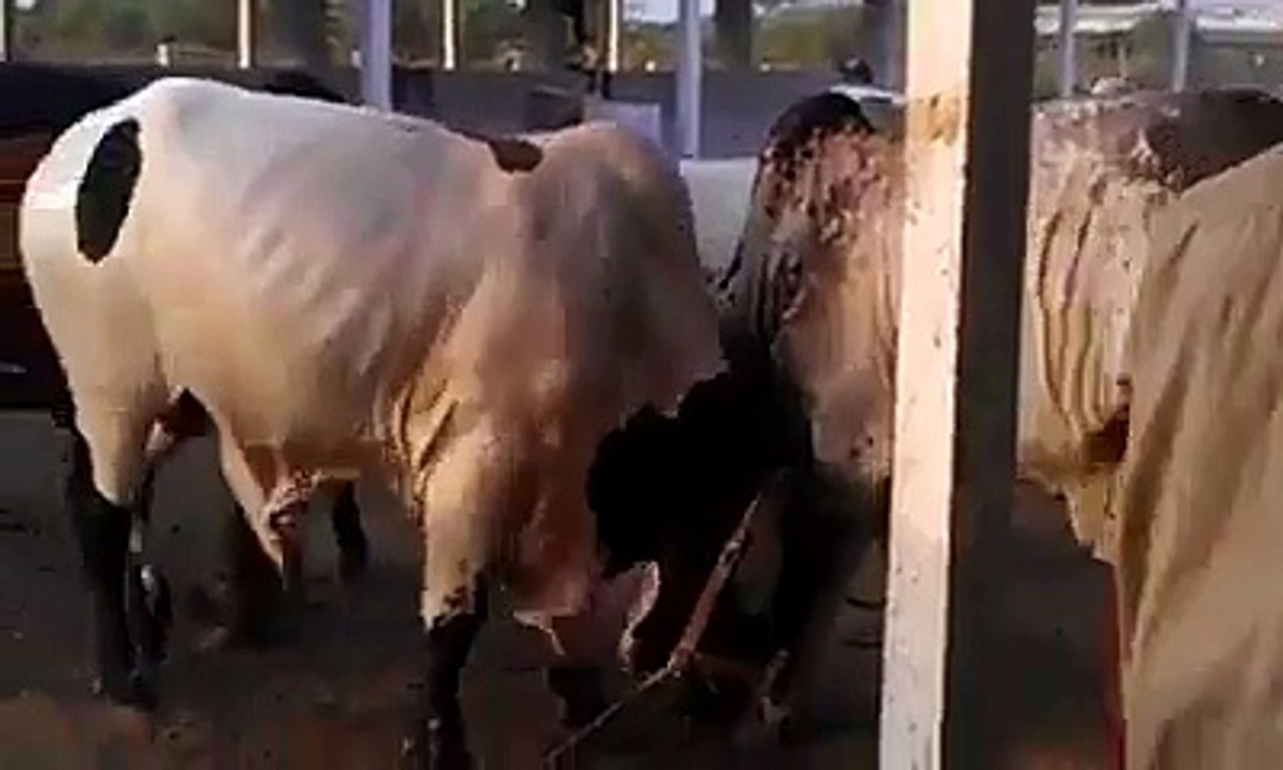 ⁣COW FIGHTING