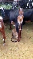 Goat Feed The Milk For Cat