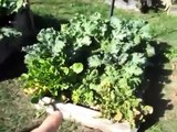 Fall Garden Update - October 25 - Raised bed square foot garden organic grow food free