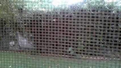 my frst video