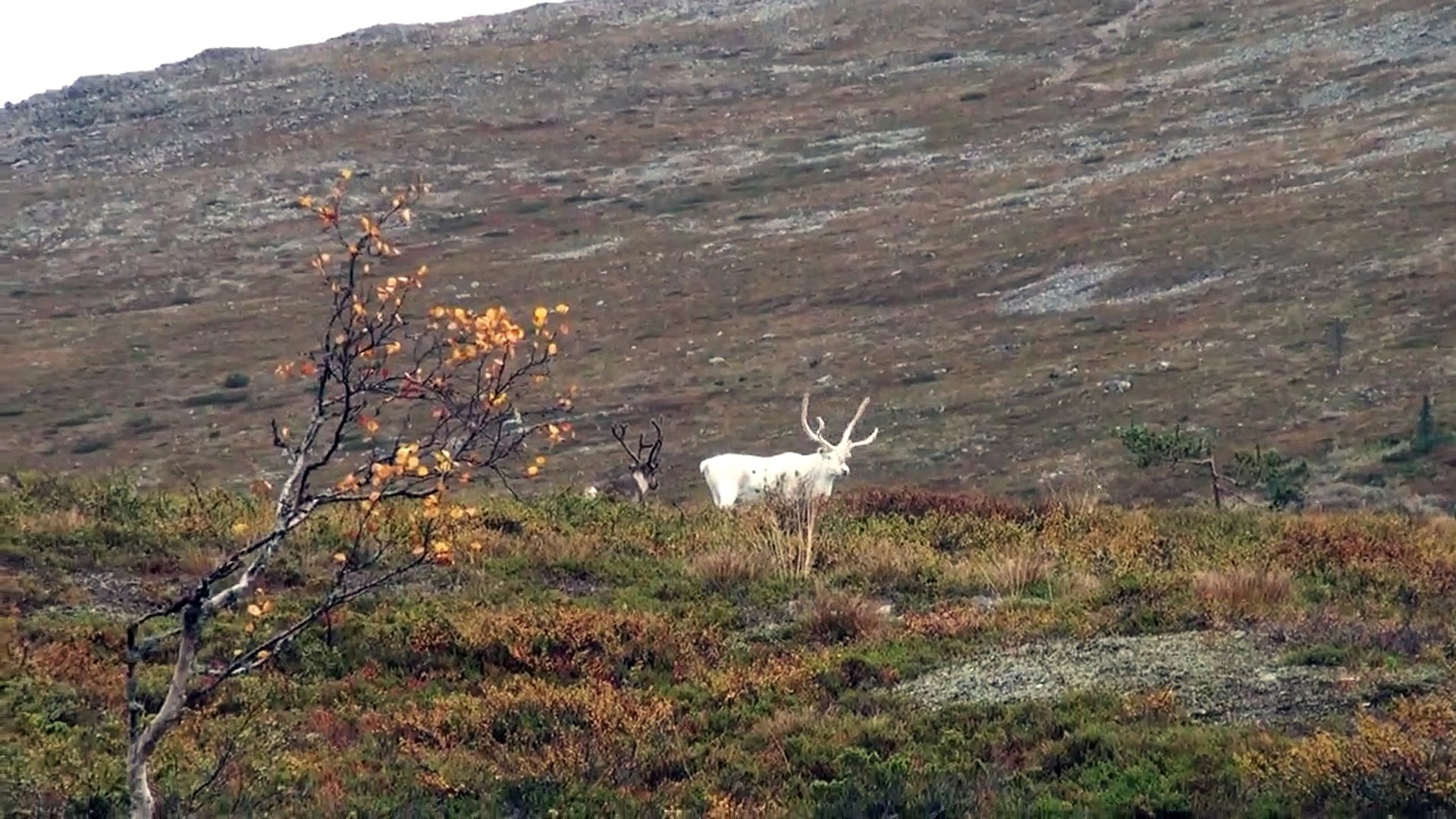 Reindeers in Lapland, Finland (HD-video)