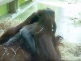 Orang Utan Baby Munich Zoo - Tierpark Hellabrunn