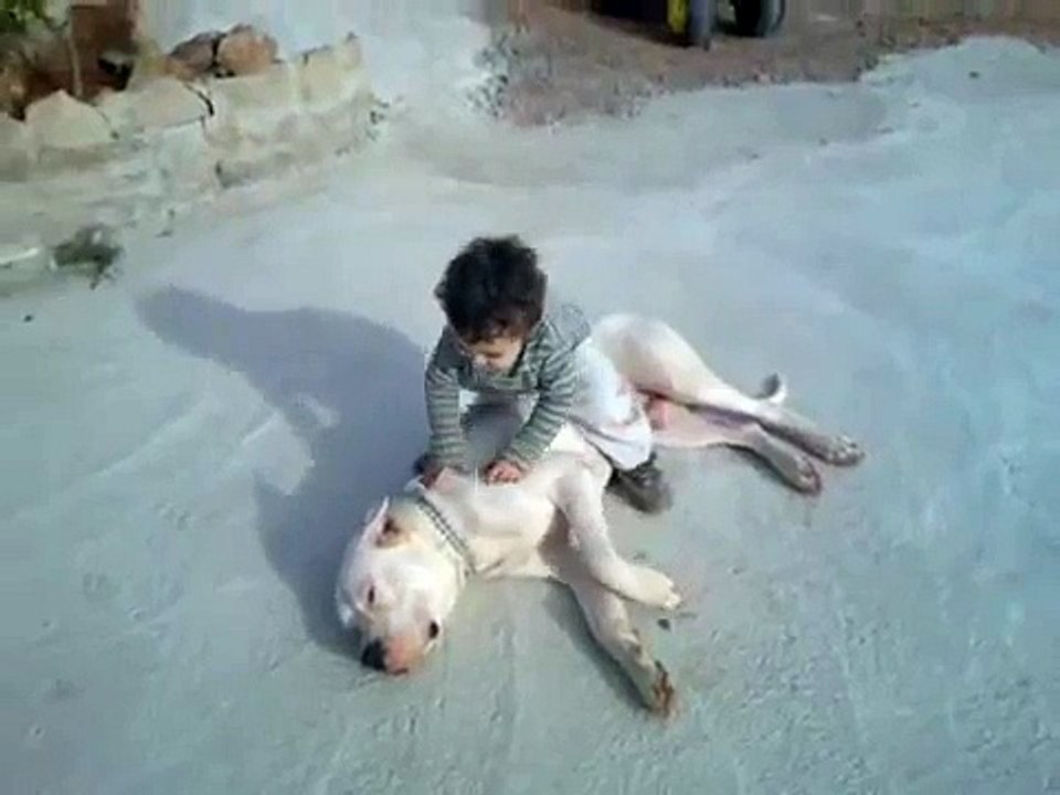 Dogo Argentino un niño mas