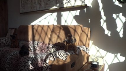 petit brabançon de la Villa Romaine