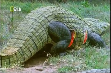 Ataque Animal Crocodilo Epi 04 Completo e Dublado NatGeo Wild 2013
