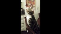 My Tabby Cat on the Hunt - making weird noises!!