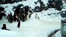 Happiest Penguin Ever - Surfin Bird