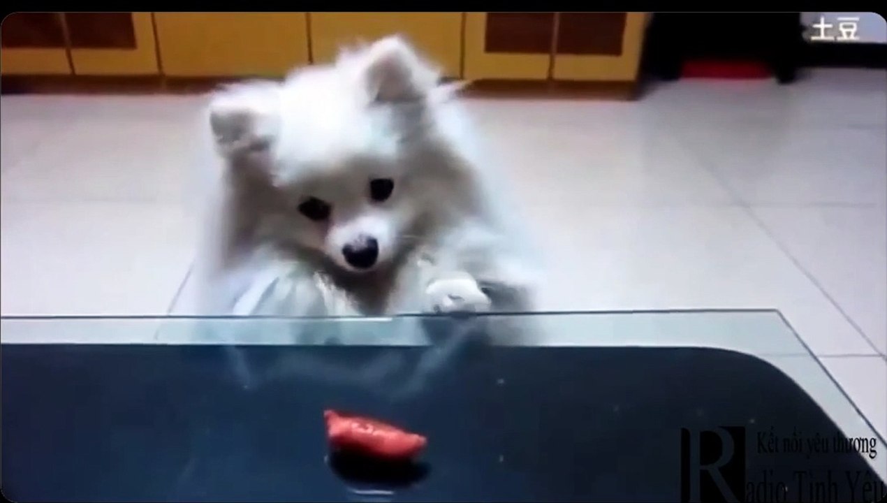 Funny dog - Chú chó mê xúc xích cực hài hước