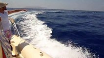 Wild Dolphins in the Aegean Sea (Cyclades), August 2011 -HD-