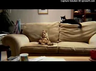 GATO DANÇANDO