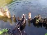 قط يصطاد سمكة من النهر