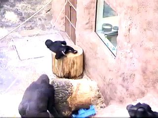 20091121  Shinda rovná špalky