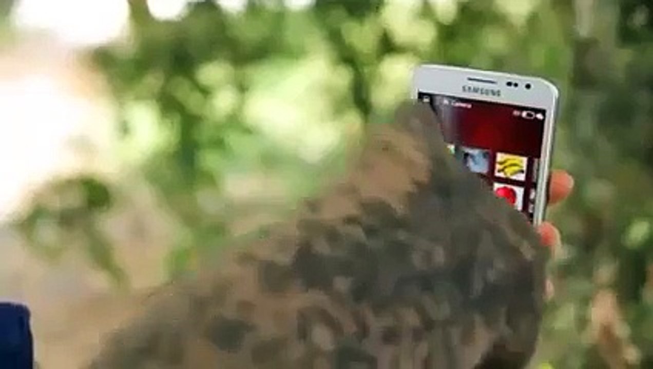 Wow Elephant is Using the Smartphone