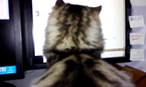 Cat Following Mouse Cursor
