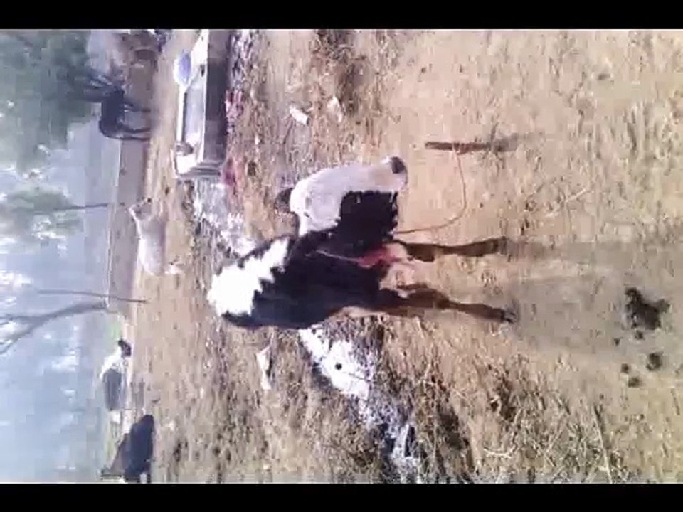 KID COW, CUTE ONE