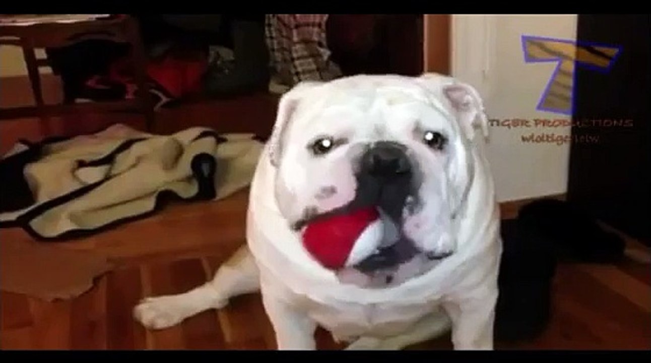 funny dog clip