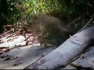 Duelo Animal Oso Polar Vs Morsa ( Audio Latino ) ( HQ )