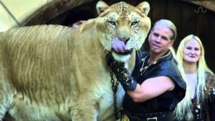 World's BIGGEST CAT! The LIGER (a LION TIGER cross SUPER-BREED!)