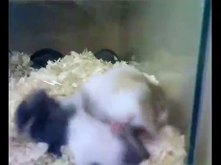 Baby Hamster Fight