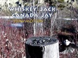 JAY Birds (Slow Motion) Canada Jay aka. Gray Jay, Whiskey Jack, Camp Robber (2014)