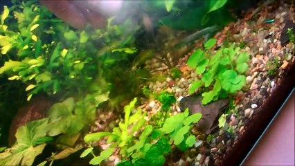 jak zrobić TWINSTAR DIY - czyli ozonator jonizator sterylizator