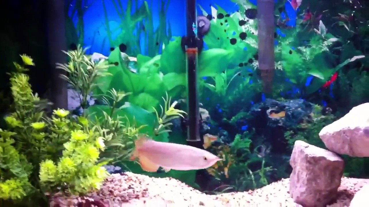 Banjar red arowana